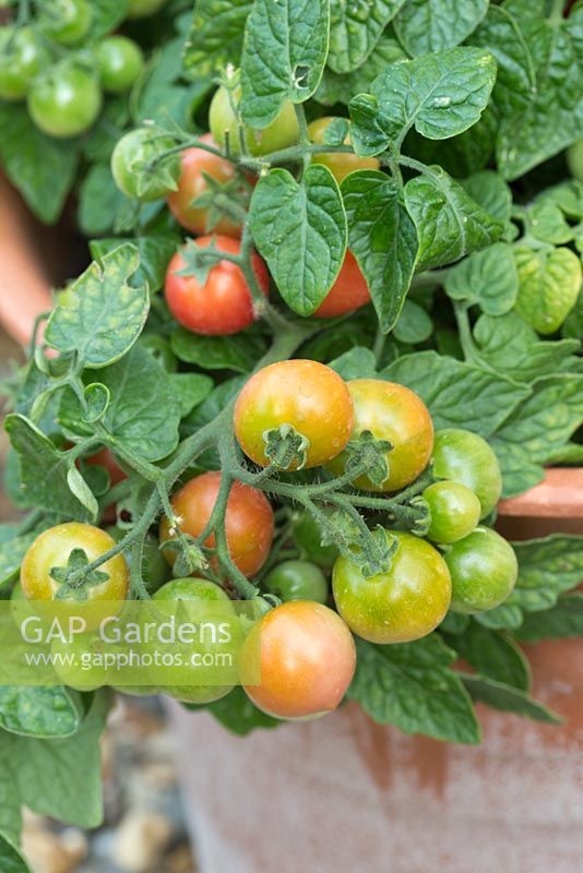 Step by step for growing tomato 'Tumbling Tom Red' in containers - ripening fruit 