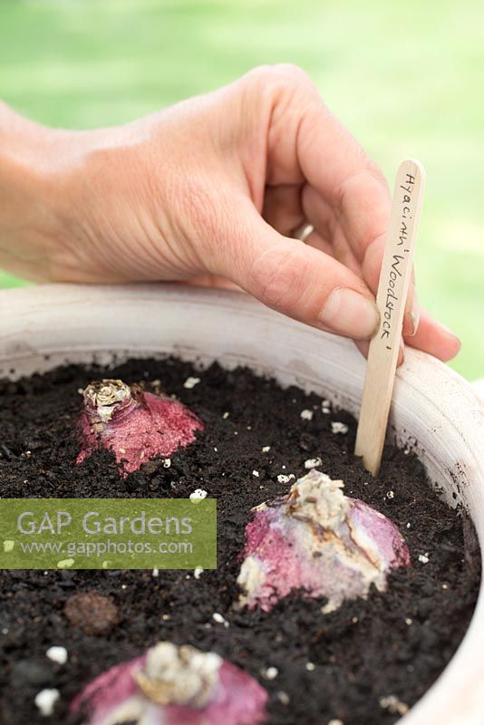 Step by step for planting Hyacinth 'Woodstock' bulbs in container - adding label 
