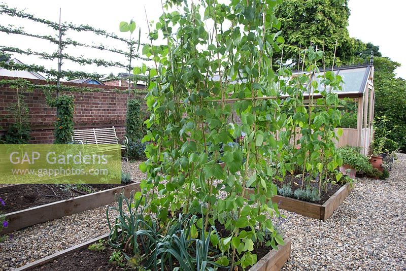 Raised beds in vegetable garden with climbing french beans and leeks