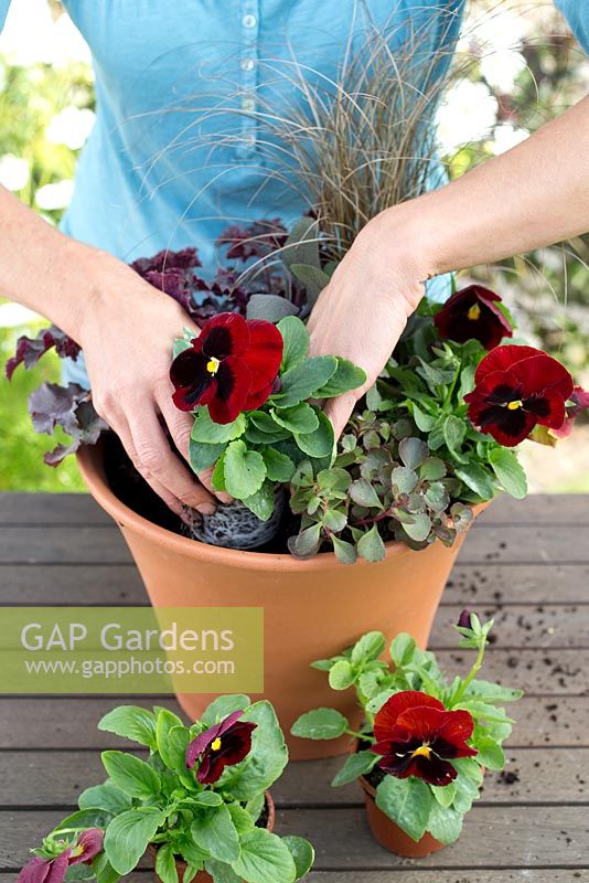 Step by step for planting a colourful container - adding more plants 