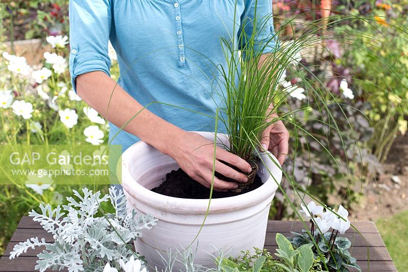 Step by step for planting silver grey themed container - adding plants including Cineraria 'Silver Leaf', Thymus 'Foxley', Helichrysum angustifolium and Salvia officinalis 'Icterina'