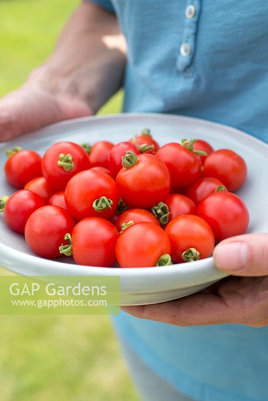 Step by step for growing tomato 'Tumbling Tom Red' -Harvested