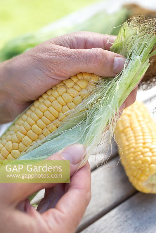 Step by step for growing sweetcorn - harvesting cobs