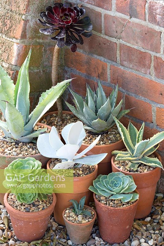Step by step for planting group of pots with succulents and cacti - arrangement of plants