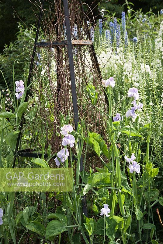 Summer border with lathyrus odoratus on metal obelisk plant support supplemented with twigs