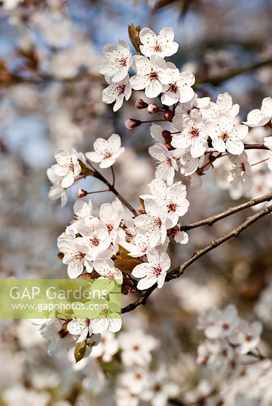Prunus cerasifera 'Pissardii' - cherry plum - in late March