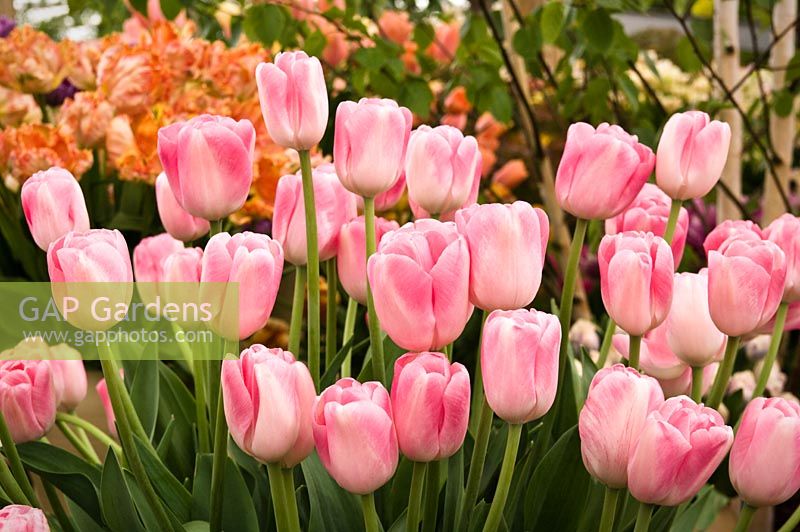 Tulipa 'Dreamland' on Bloms stand at Chelsea 2011
