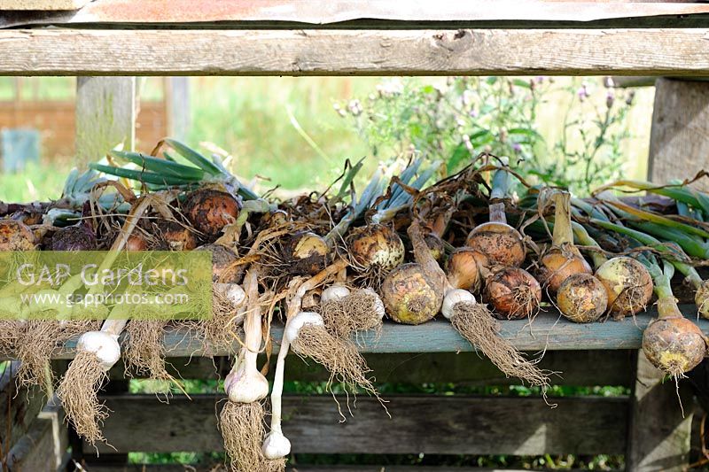 Maincrop onions and garlic drying on wooden frame on allotment