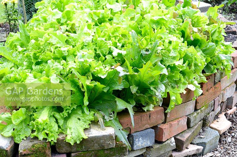 Salad leaves growing on raised bed constructed from reclaimed housebricks