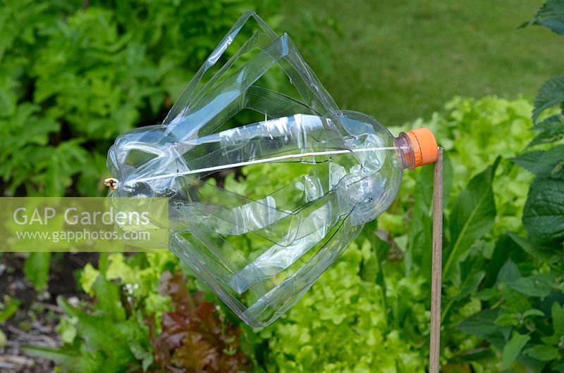 Bird scarer constucted from plastic drink bottle designed to rotate in wind by cutting.