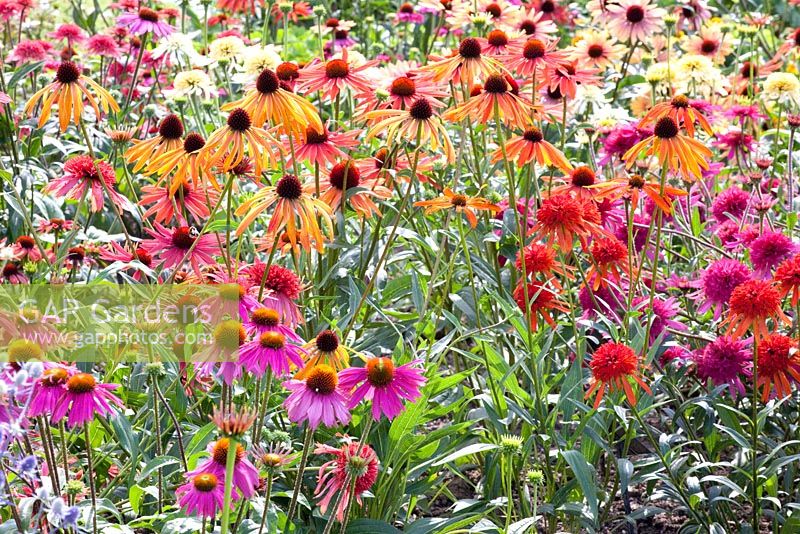 Summer border with Echinacea 'Luxury Orange', Echinacea 'Orange Passion', Echinacea 'Summer Samba', Echinacea 'Southern Belle' and Echinacea 'Red Knee High'