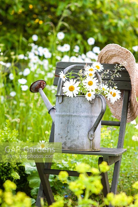 Leucanthemum vulgare - Oxeye daisies in a watering can