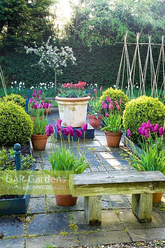 Spring vegetable garden with tulips in containers. Tulipa 'Roccocco' and 'Purple Dream'