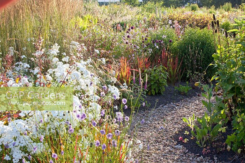 Border with Achillea ptarmica 'Perry's White' and Imperata cylindrica 'Red Baron'