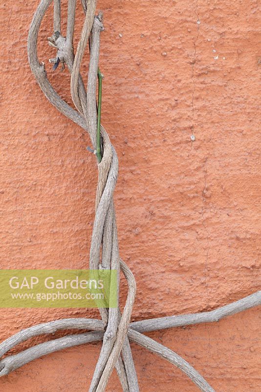 Aristolochia macrophylla - Dutchman's pipe against terracotta coloured stucco wall in winter