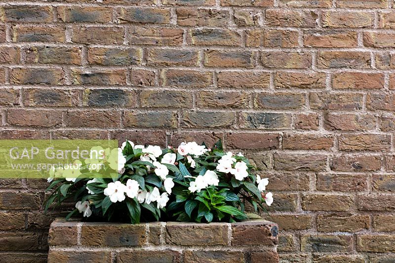 Catharanthus roseus - Madagascar Periwinkle in brick wall container