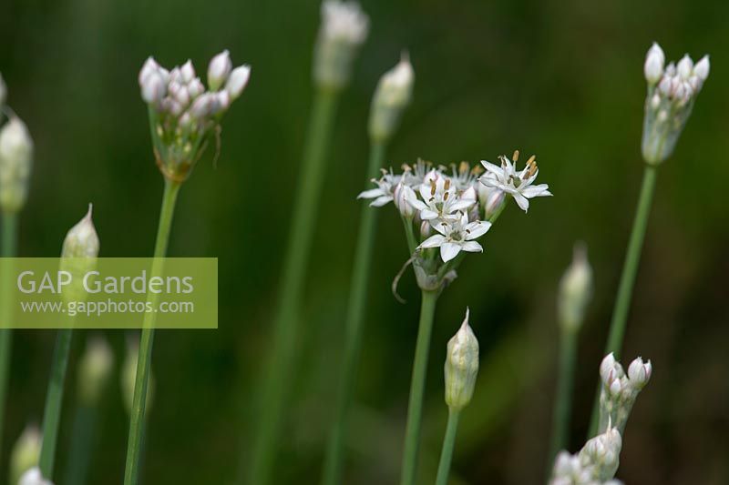 Allium tuberosum - Garlic chives flower