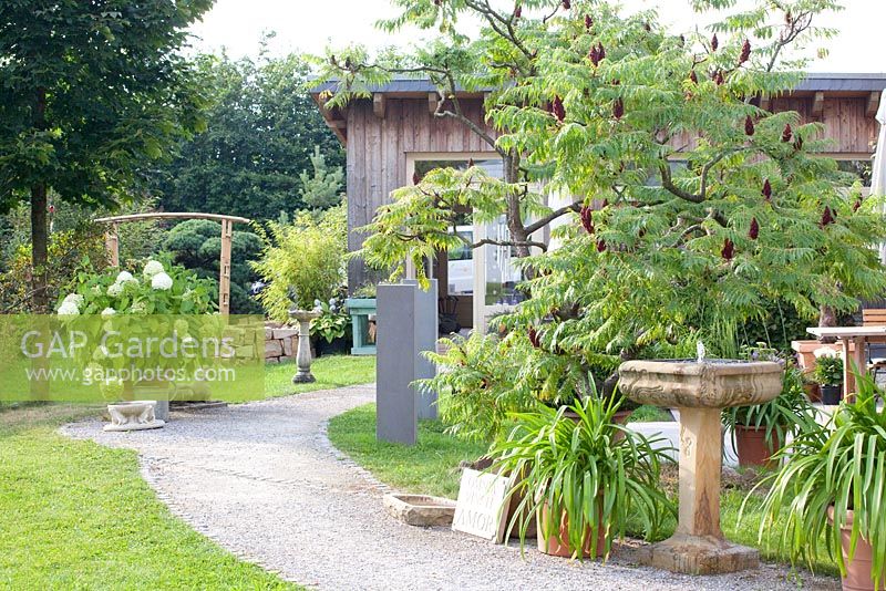Pathway through garden with Rhus typhina - Staghorn sumac 