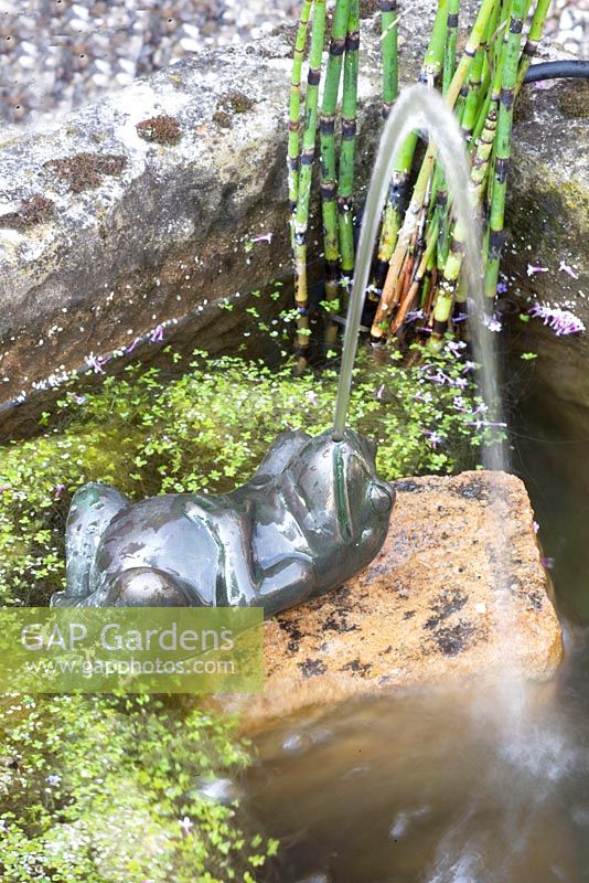 Frog fountain in water feature 