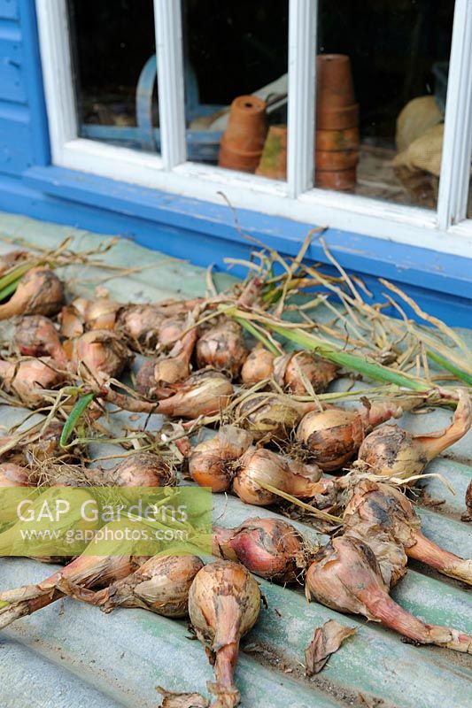 Shallots drying on corrugated iron by potting shed window