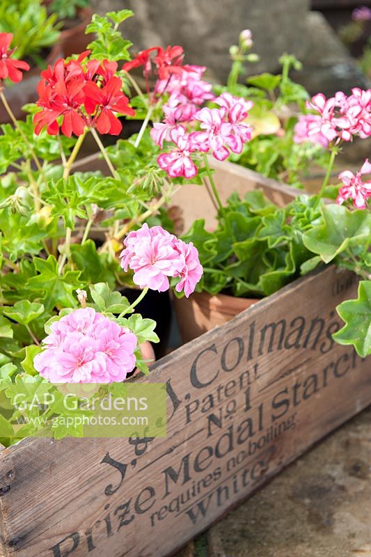 Ivy leaved geraniums displayed in antique wooden box