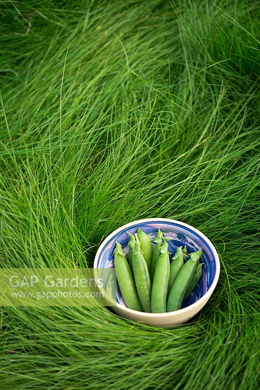 Pisum sativum - Pea 'Alderman' pods in a bowl on long grass