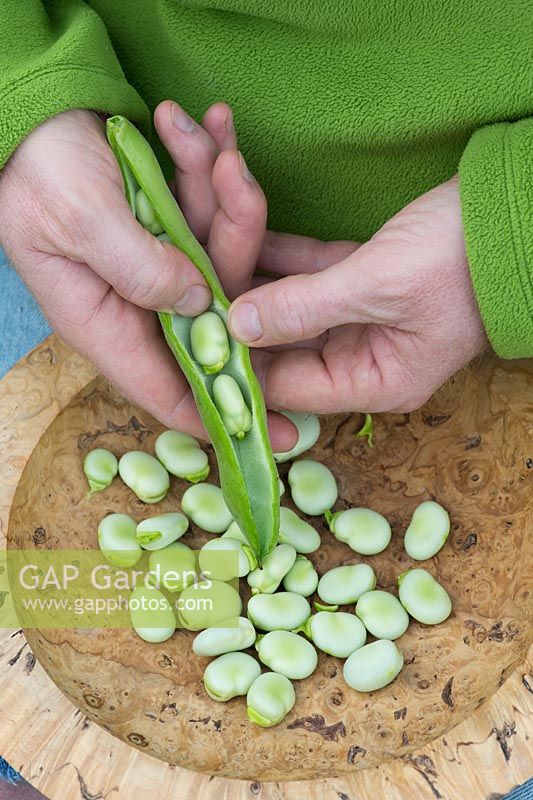Vicia faba - Shelling Broad beans into a wooden bowl