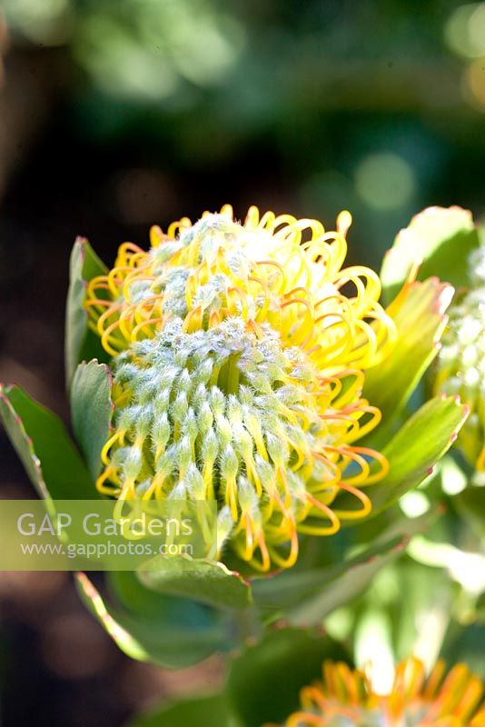Leucospermum Patersonii. Kirstenbosch national botanical garden. Cape Town. South Africa