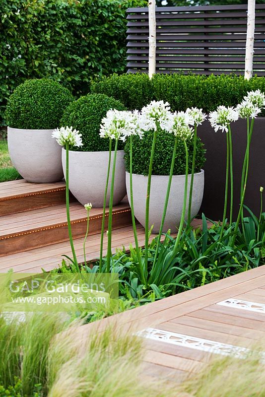 Modern garden with decking and containers - plants include, Buxus sempervirens, Agapanthus africanus 'Albus',  Blechnum spicant, Stipa tenuissima, , Betulus utilis var. jacquemontii