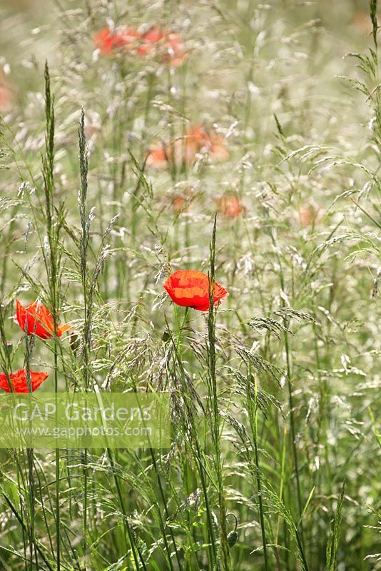 Enduring Freedom - Hampton Court Flower Show 2011
