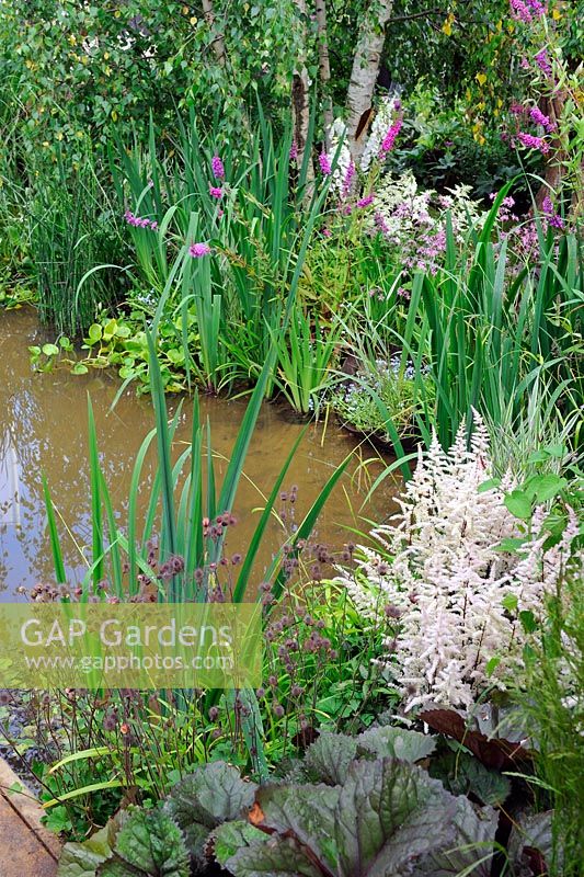 Astilbe, Digitalis, Ligularia Przewalskii, Lythrum in the water woodland garden, 'Urban Oasis', Hampton Court Palace Flower show 2012