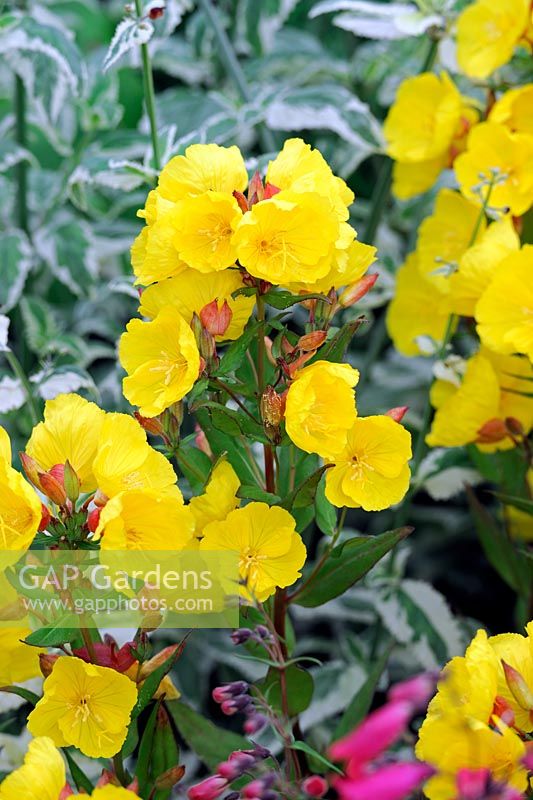 Oenothera 'Crown Imperial'