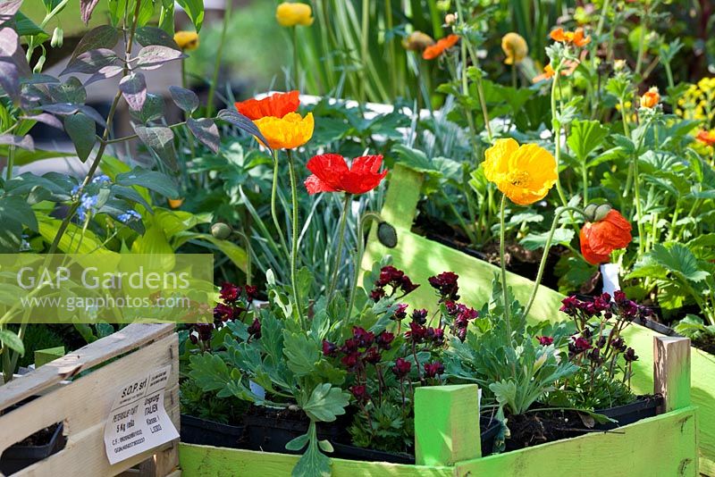 Repotting Iceland poppies step by step - Poppies and saxifrage from the market in wooden boxes 