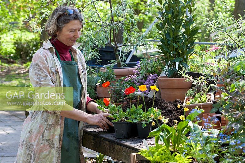 Repotting Iceland poppies step by step - Gardener preparing Iceland poppies for potting