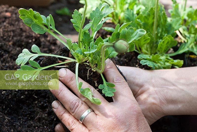 Repotting Iceland poppies step by step - One hand protects plant and plant ball