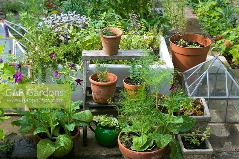 Herbs and flowers in containers
