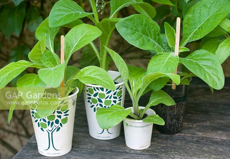 Recycled paper cups used as starter pots for seedlings