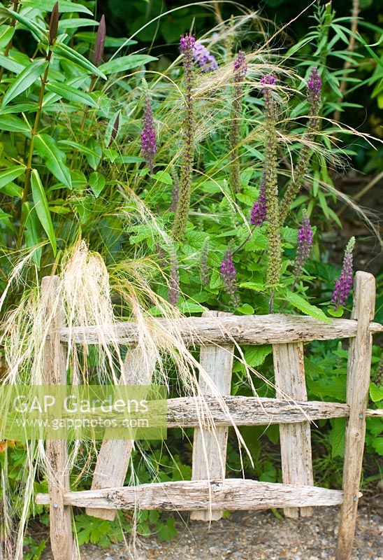 Rustic plant support with Hebe, Stipa tennuissima and Teucrium hircanicum 'Purple Tails'