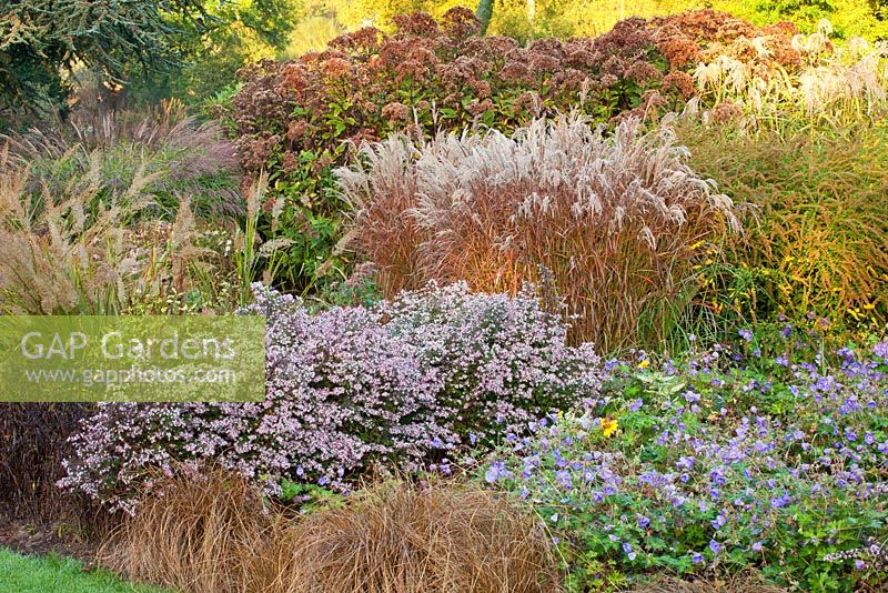 Autumn border with in The Summer Garden and National Miscanthus Collection at The Bressingham Gardens, Norfolk, UK