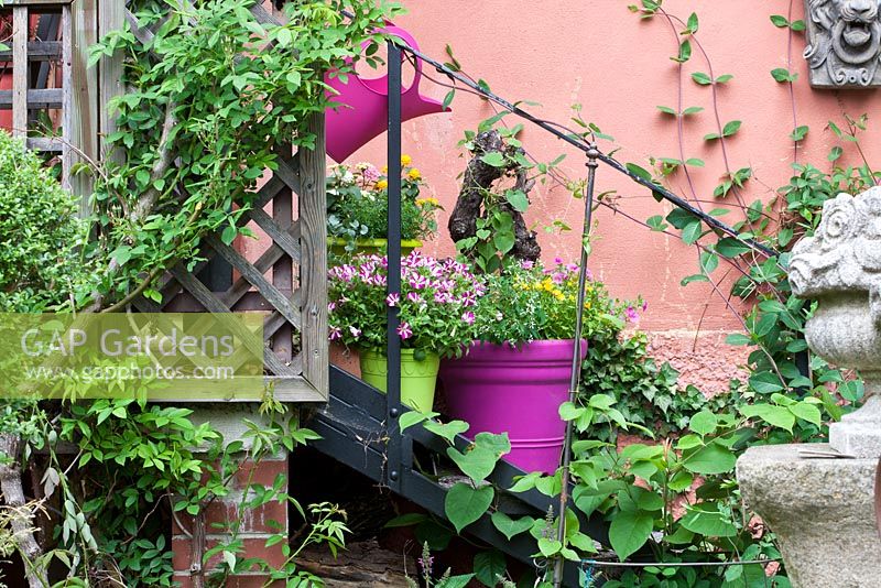 Arrangement of plants in pots and climbers on steps with railings - Euphorbia 'Diamond Frost', Lantana camara and Petunia