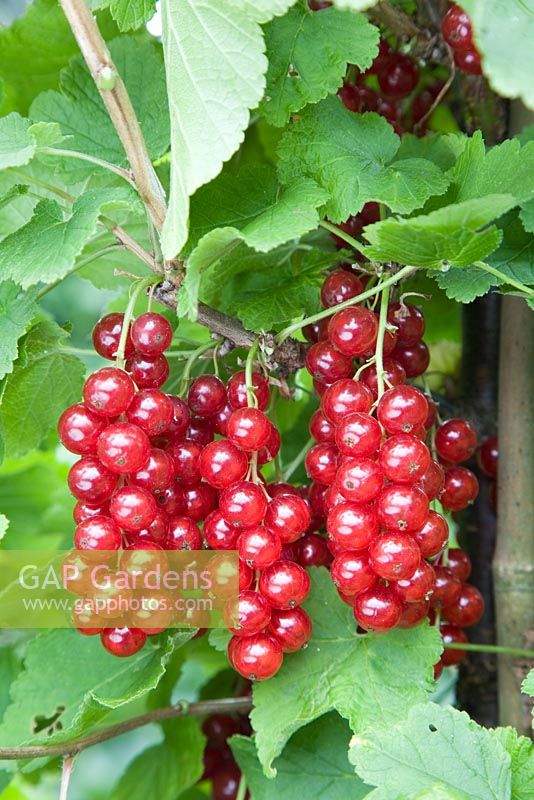 Ribes rubrum 'Rovada' - Redcurrants