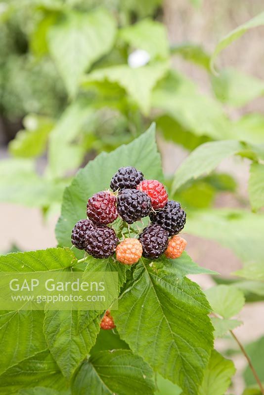 Rubus occidentalis 'Jewel' - Black Raspberry 