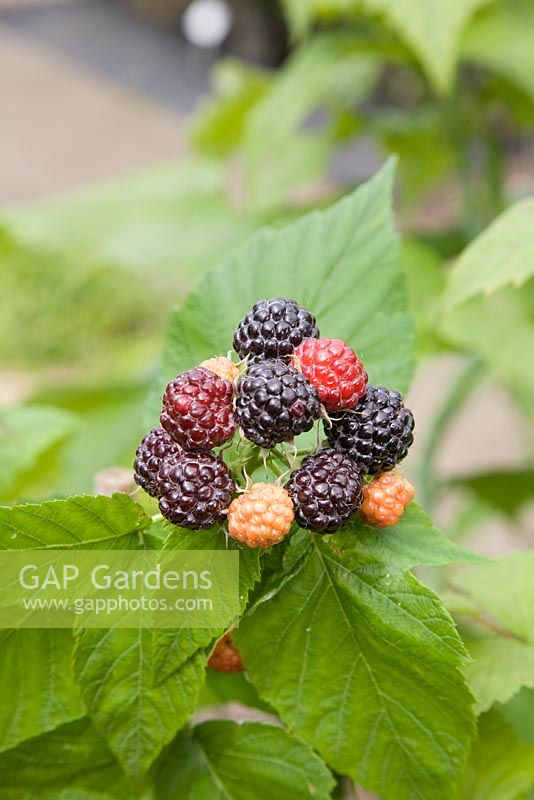 Rubus occidentalis 'Jewel' - Black Raspberry 