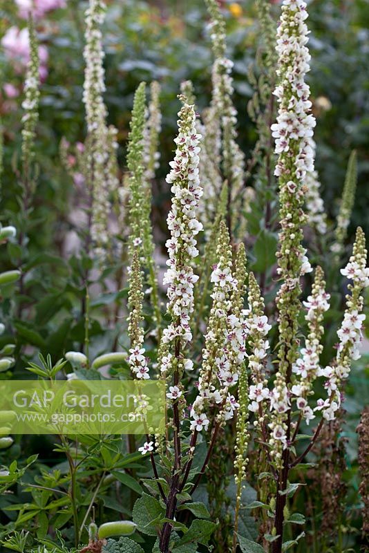 Verbascum Phoeniceum 'Flush of White'