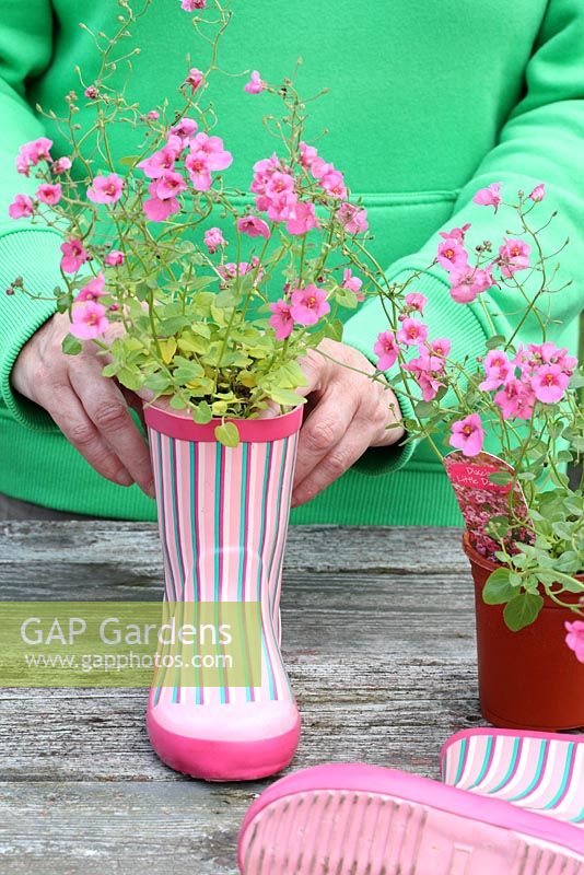 Step by step of planting a pair of recycled kids wellies with Diascia 'Little Dancer' - Firming in