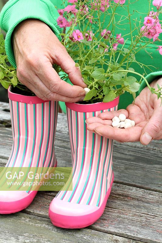 Step by step of planting a pair of recycled kids wellies with Diascia 'Little Dancer' - Adding plant food tablets