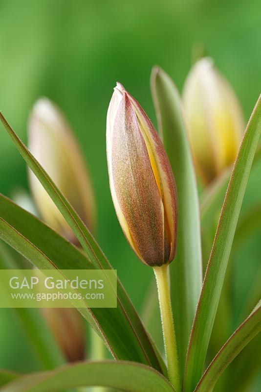 Tulipa tarda - Late tulip, Miscellaneous group 