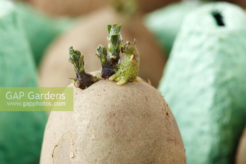 Solanum tuberosum 'Novella' - Chitted seed potatoes in egg box