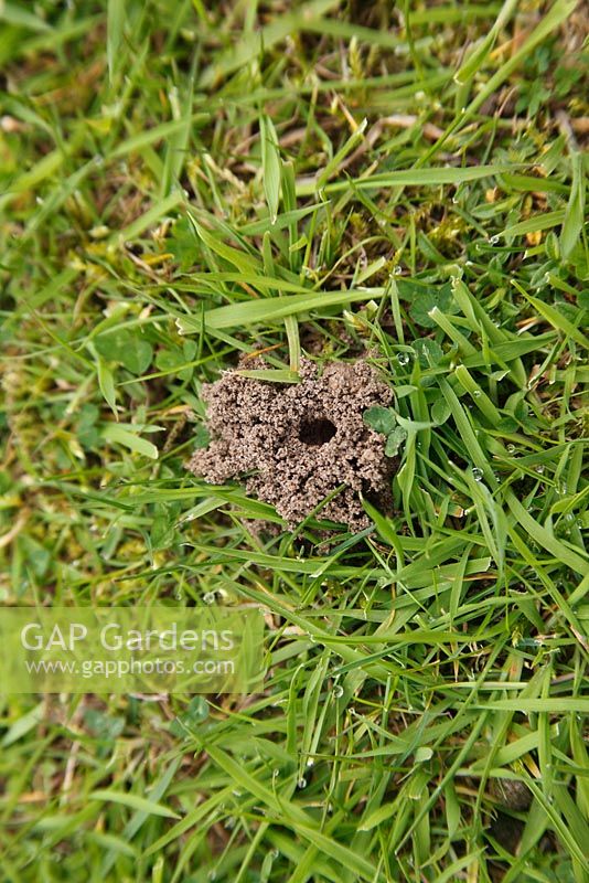 Mining bees nest on the lawn