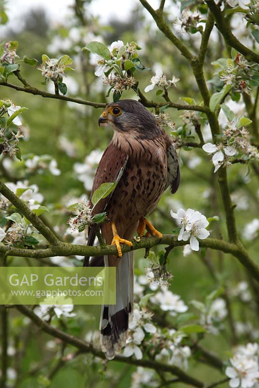 Falco tinnunculus - Kestral perching amongst apple blossom